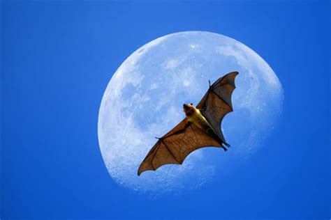 夢見蝙蝠